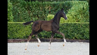 2024 Online Auction  Udelin E  Filly Escaneno x Bordeaux [upl. by Matland]