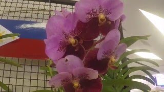 Philippines Orchid Vanda sanderiana [upl. by Attennek]