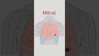 Cardiac Sounds Auscultation areas [upl. by Eilhsa267]