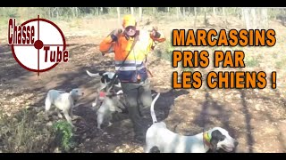 Regarde ce que font ces chasseurs avec un marcassin bébé sanglier [upl. by Averell]