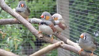 Zebravinken  Zebra finches [upl. by Orecic]