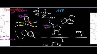 Biochemistry  Corrins amp B12  Cobalamin Adenosyltransferase [upl. by Cynth815]