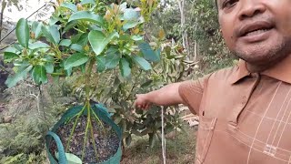 GRAFTING ROOT TREE EXCAMPLE METODE [upl. by Anialad332]