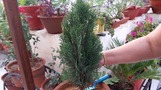 How to Grow and Care Thuja  Morpankhi Plant  Fun Gardening  2 Sep 2017 [upl. by Tem]