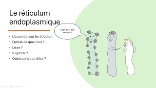 11 Le réticulum endoplasmique [upl. by Ayam]