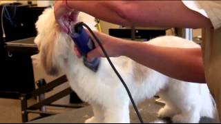 How to Groom a Lhasa Apso with a Clipper [upl. by Yeneffit]