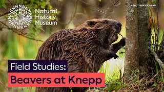 Beavers at Knepp A winning ecosystem  Field Studies [upl. by Napas]