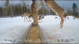 Brownville Food Pantry For Deer  Dominant Doe  21518 [upl. by Novhaj]