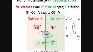 Membrane Potential Equilibrium Potential and Resting Potential Animation [upl. by Hertha]