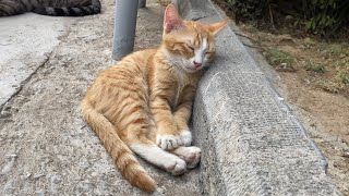 This kitten put her head on the table and slept [upl. by Idola]