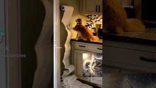 Cat vs Paper Towel Roll Epic Mess Unleashed cat catlover kitten shorts [upl. by Ytsenoh]