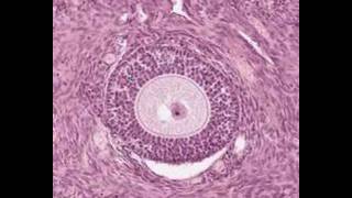 Shotgun Histology Ovary [upl. by Auqinaj]