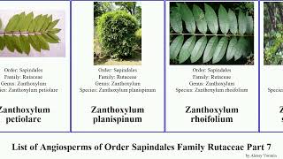 List of Angiosperms of Order Sapindales Family Rutaceae Part 7 zieria zanthoxylum skimmia orange [upl. by Viv]