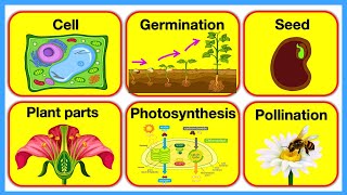 PLANTS 🪴 Plant Parts Plant Cell Pollination Photosynthesis amp Germination  Chapter 3 [upl. by Maurita]