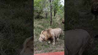 Plains Camp Male Lions at Dulini Today  lion kruger sabisands lions wildlife shorts viral [upl. by Enaenaj]