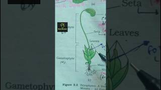 funaria Bryophytes ncert imp diagram class 11th ncert biology neet2025 aiims imp diagram [upl. by Atteiram]