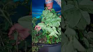 Harvesting amaranthus in our terrace garden ☘️ terracegarden harvest amaranthus [upl. by Ji]