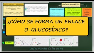 Enlace O Glucosídico alfa y beta Disacáridos Glúcidos Biomoléculas Biología [upl. by Cynar]