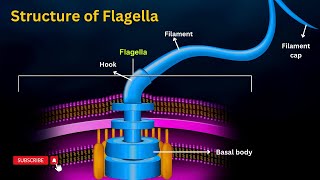 Flagellar structure Structure and Function of Falgella Explainedquot [upl. by Yleek]