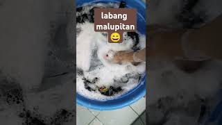 look what I did  Delarosa Channel  Bini wash delarosachannel bini biniph [upl. by Ahsatel]