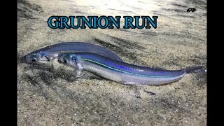 First GRUNION RUN 2022 fishing nature [upl. by Llenrahs]