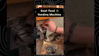 Goat food vending machine goat vendingmachine goatfarming bakripalan farming jugaad shorts [upl. by Hgieleak]