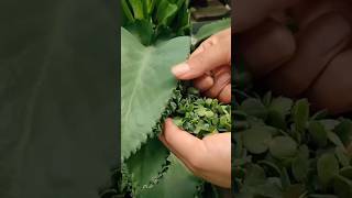 shorts ll Diy Plant Mother Of Thousands motivation gardening viral short 🌿 [upl. by Bigg152]