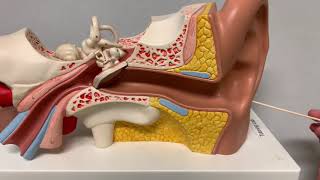 Human Anatomy Ear Model [upl. by Elyn]