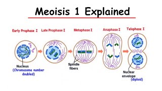 Meiosis i ExplainedBiology [upl. by Yngiram]