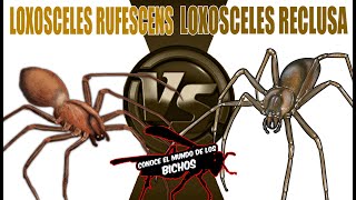 LOXOSCELES RUFESCENS VS LOXOSCELES RECLUSA [upl. by Sidnarb]