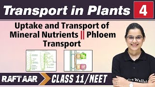 Transport in Plants 04  Uptake and Transport of Mineral Nutrients  Phloem Transport  Class11 [upl. by Aikat]