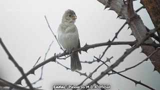 Golinha Pardo Soltando Canto Selvagem  Registro na natureza  0221 [upl. by Boris]