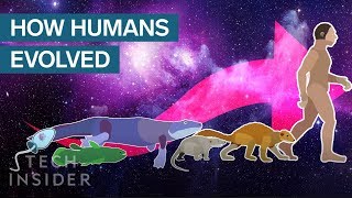 Incredible Animation Shows How Humans Evolved From Early Life [upl. by Dagley]