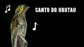 Canto do Urutau  Common Potoo Singing  Nyctibius Griseus [upl. by Atsev945]