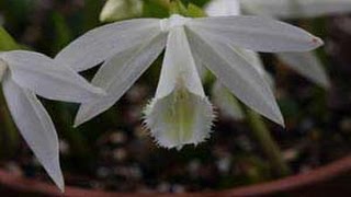 How to Pot Pleione Orchids  Care and Growing Tips [upl. by Kassi]