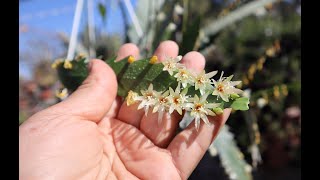 Cuidados del Rhipsalis houlletiana  Lepismium houlletianum  Cactus Sierra  flora argentina [upl. by Grayson]