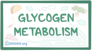 Glycogen metabolism [upl. by Notlef]