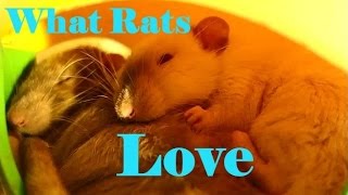 10 Things my Pet Rats love to do [upl. by Frodina683]