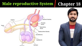 189 Human male reproductive System  spermatogenesis  Fsc 2nd year biology [upl. by Ralyks]