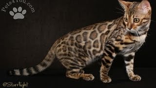 Bengal  Kittens for Sale by Pets4Youcom [upl. by Lydia]