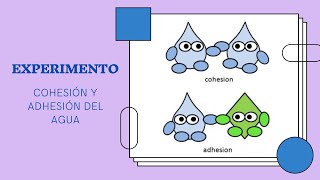 Experimento de cohesión y adhesión del agua [upl. by Aneej372]