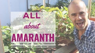 Growing Amaranth in the Garden  Planting tips for growing amaranth [upl. by Eak]