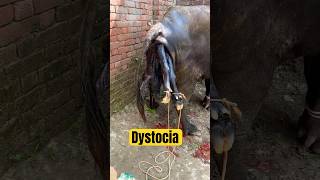 Dystocia difficult birthDystociashorts youtubeshorts trending viralvideo animals vet [upl. by Aihselat474]