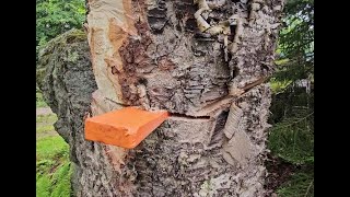 Bricklayer attempts tree felling [upl. by Siubhan]