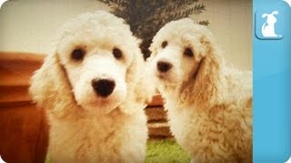 Poodle Puppies  Puppy Love [upl. by Atekan]