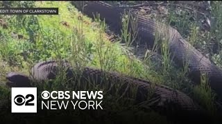 Large snake in Rockland County lake creating a lot of concern from residents [upl. by Leopoldine32]