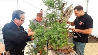 Bonsai  Kunio Kobayashi  pokaz formowania  400letni jałowiec pospolity [upl. by Ray]