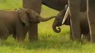 Cute Baby Elephants Fighting  David Attenborough  BBC Studios [upl. by Iago]