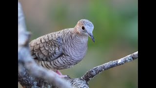 Inca doves [upl. by Nivlak684]