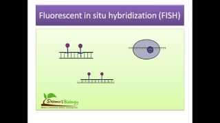 Fluorescent in situ hybridization FISH [upl. by Nueovas]